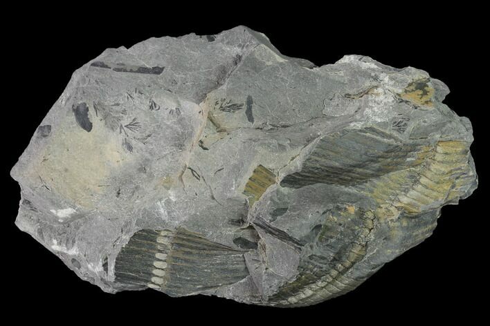 Pennsylvanian Horsetail (Calamites) Fossil - Kentucky #142392